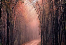 老鹰队华府双卫本季表现逐渐提升